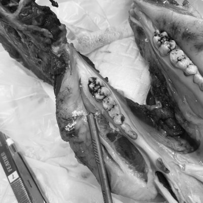 インプラント併発症 今村栄作 医学情報社 Amazon.co.jp: インプラント併発症: 予防と治療のポイント : 今村 栄作: 本